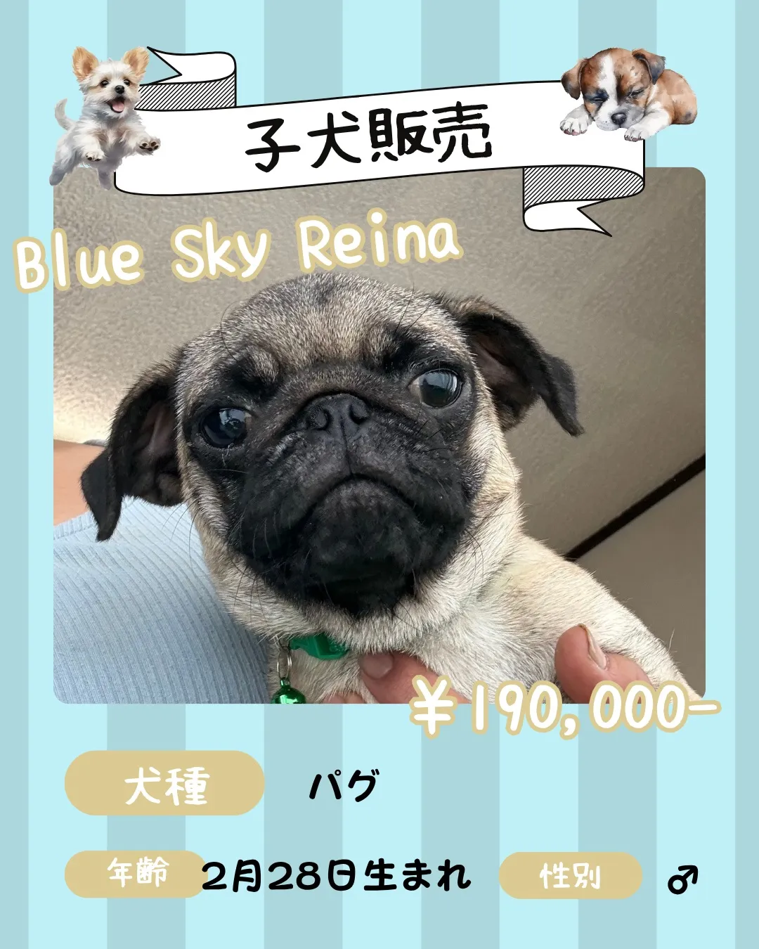 🐾 子犬販売🐾