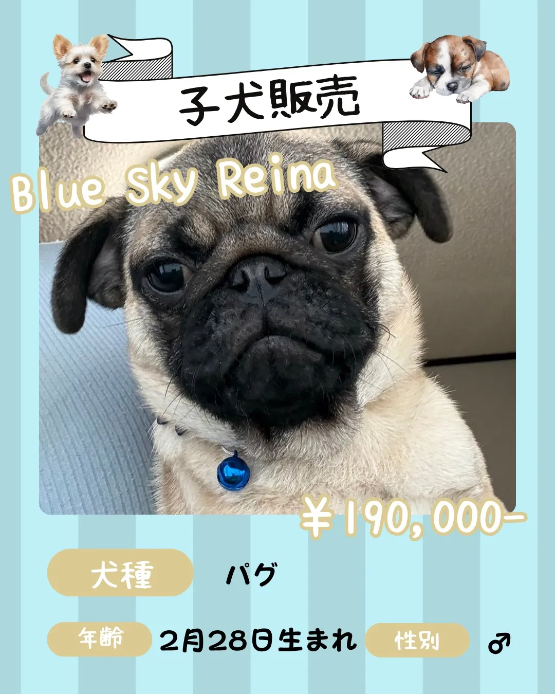 🐾 子犬販売🐾