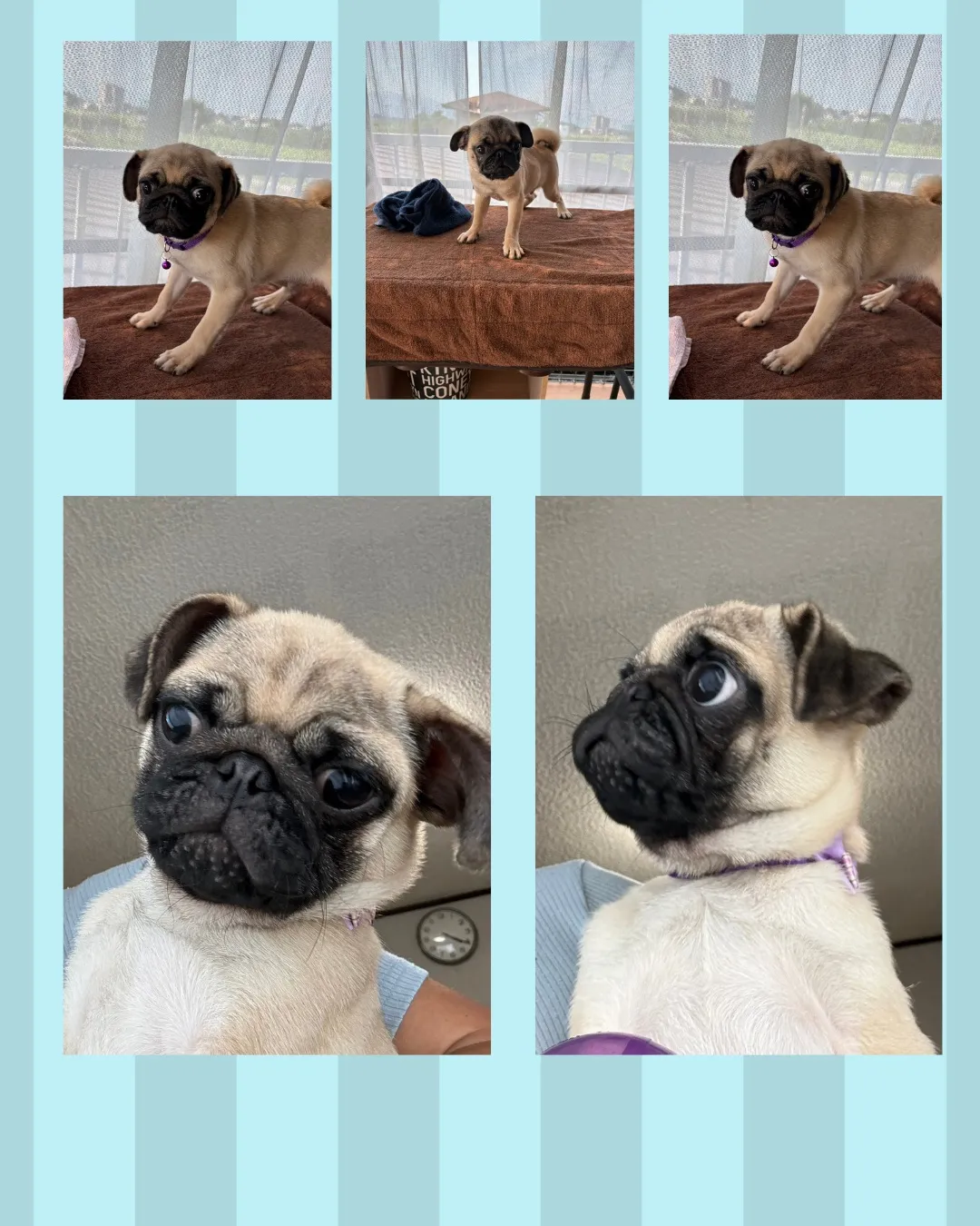 🐾 子犬販売🐾