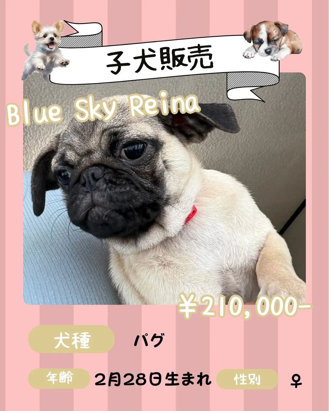 🐾 子犬販売🐾