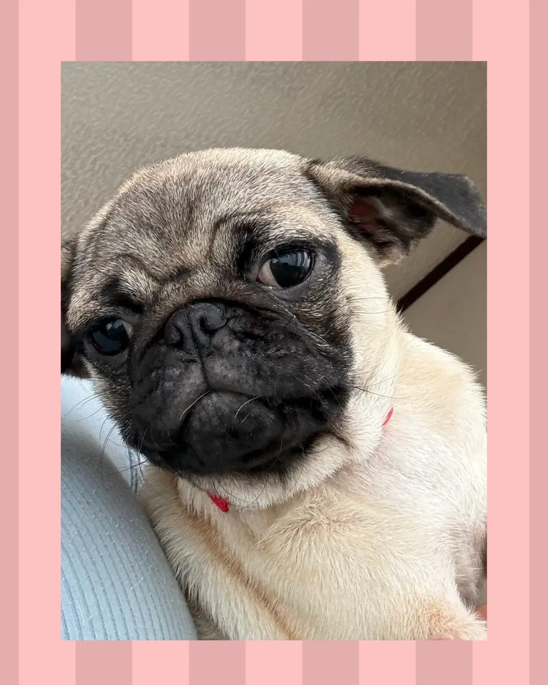🐾 子犬販売🐾