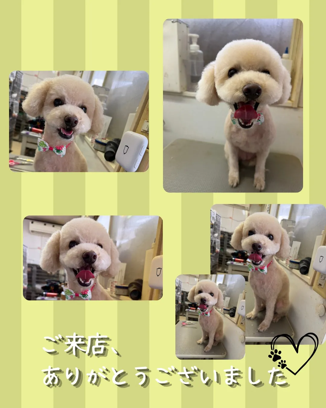🐾 トリミング🐾