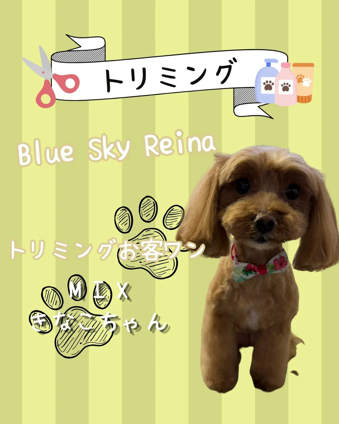 🐾 トリミング🐾