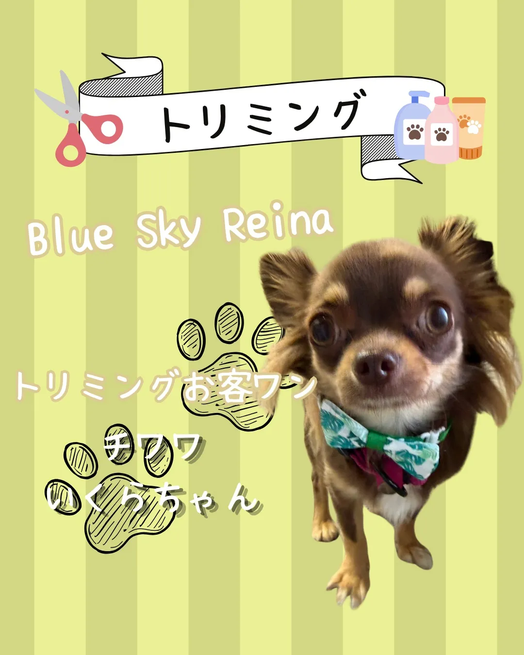 🐾 トリミング🐾