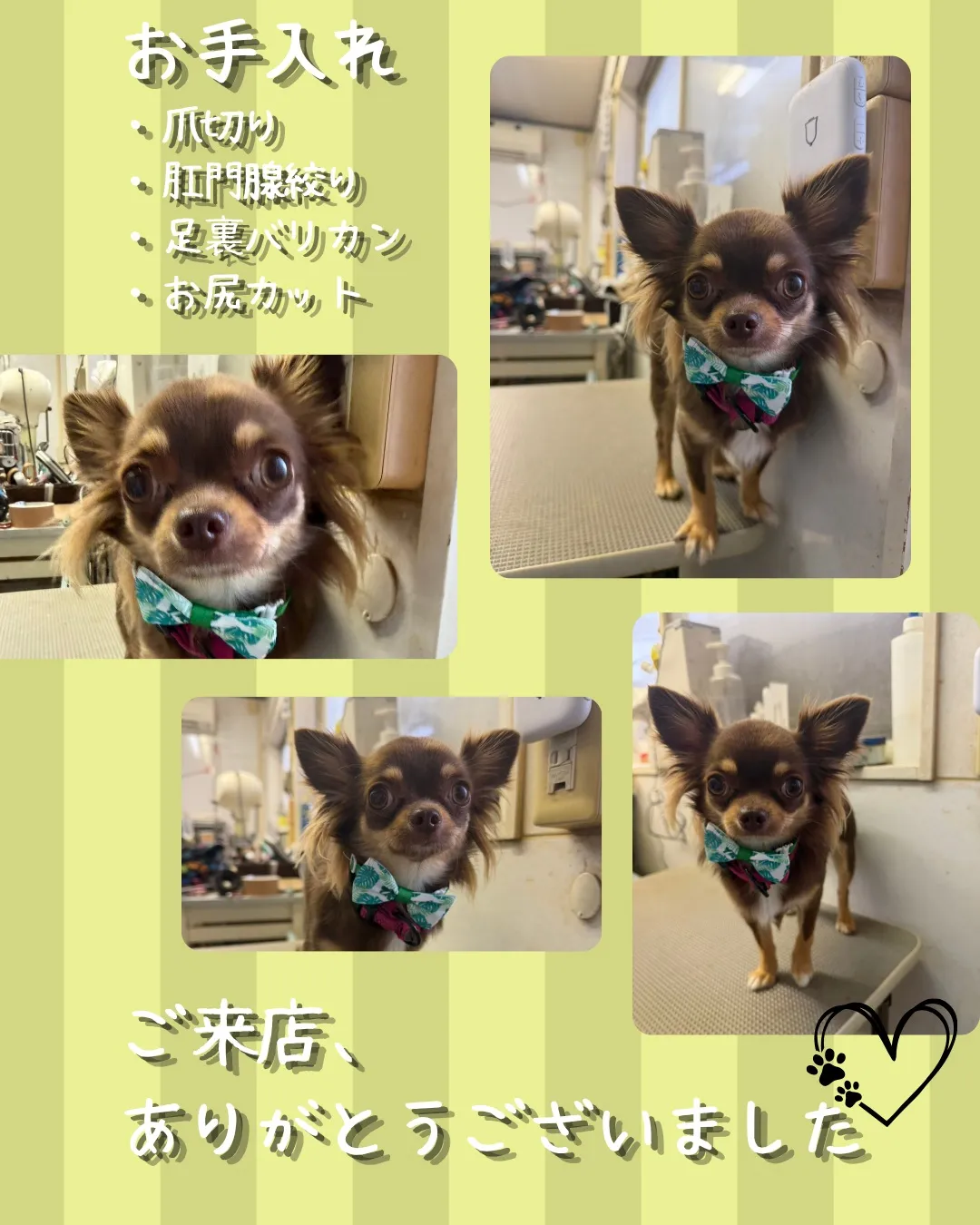 🐾 トリミング🐾