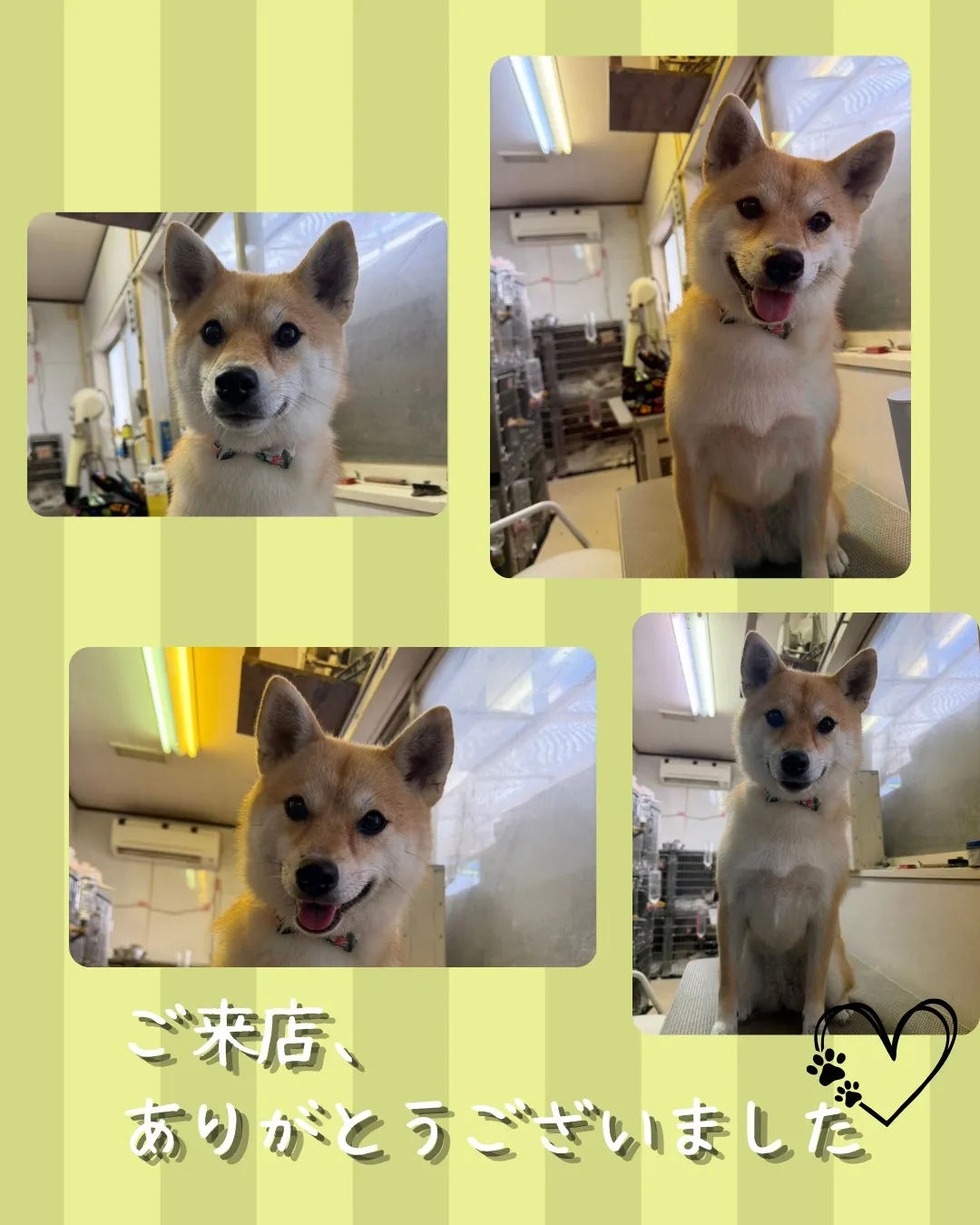 トリミング🐾
