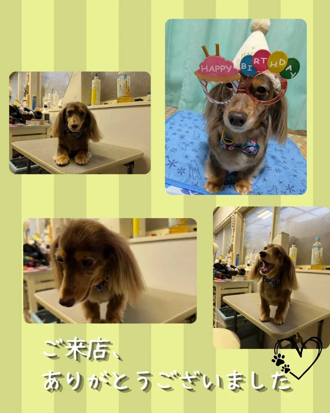 トリミング🐾