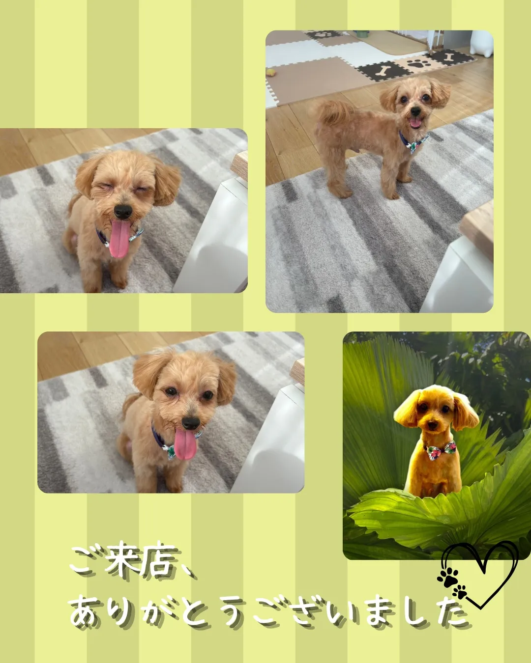 トリミング🐾