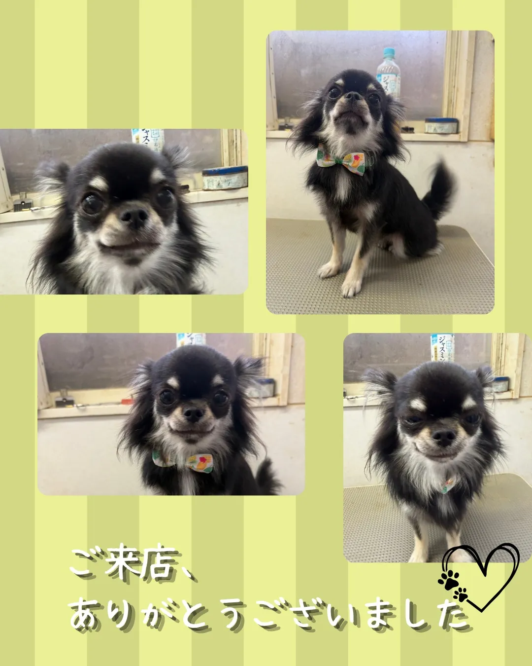 トリミング🐾