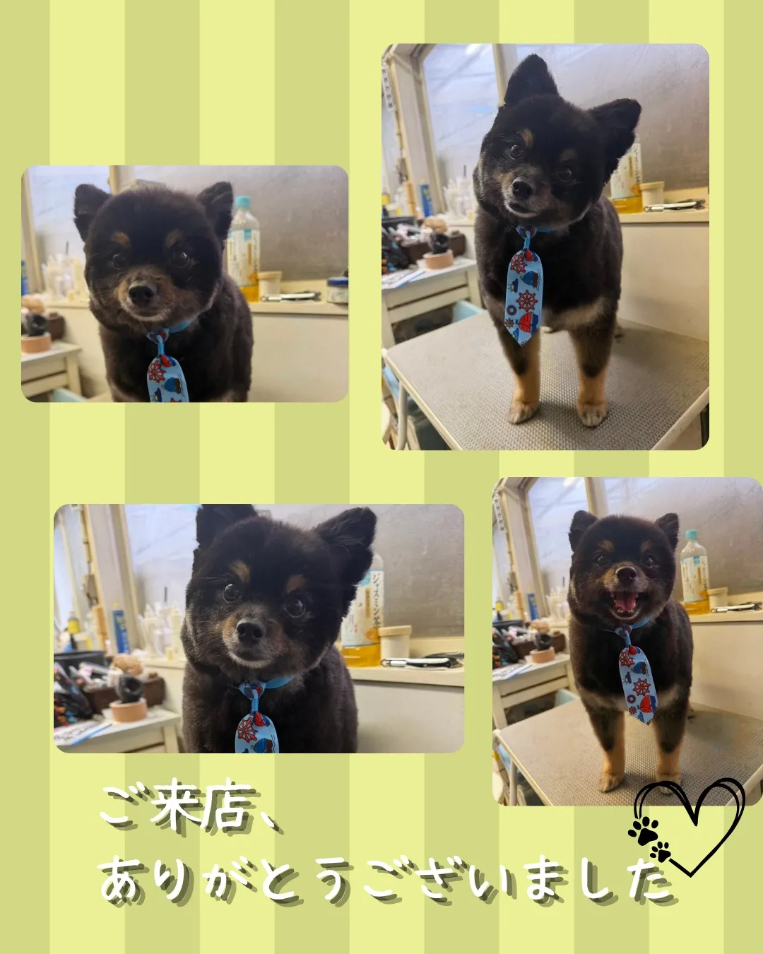 トリミング🐾