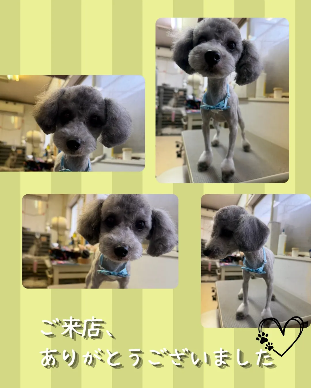トリミング🐾