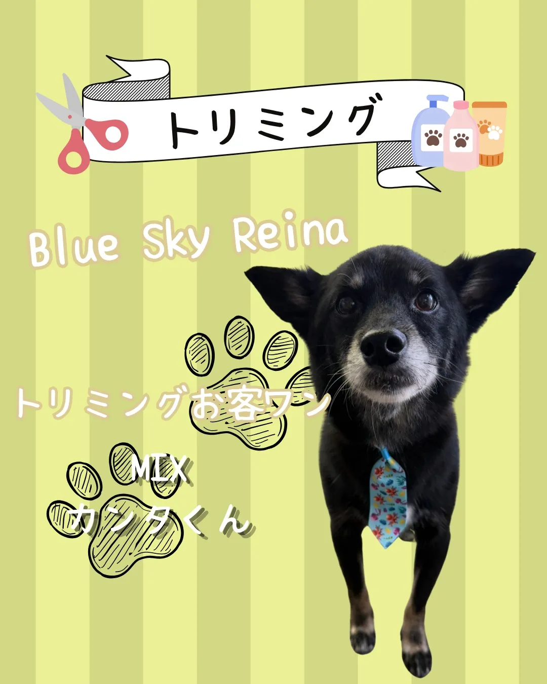 トリミング🐾