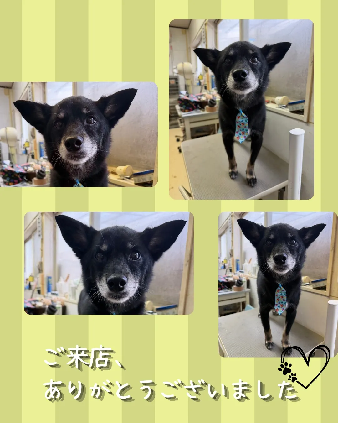 トリミング🐾