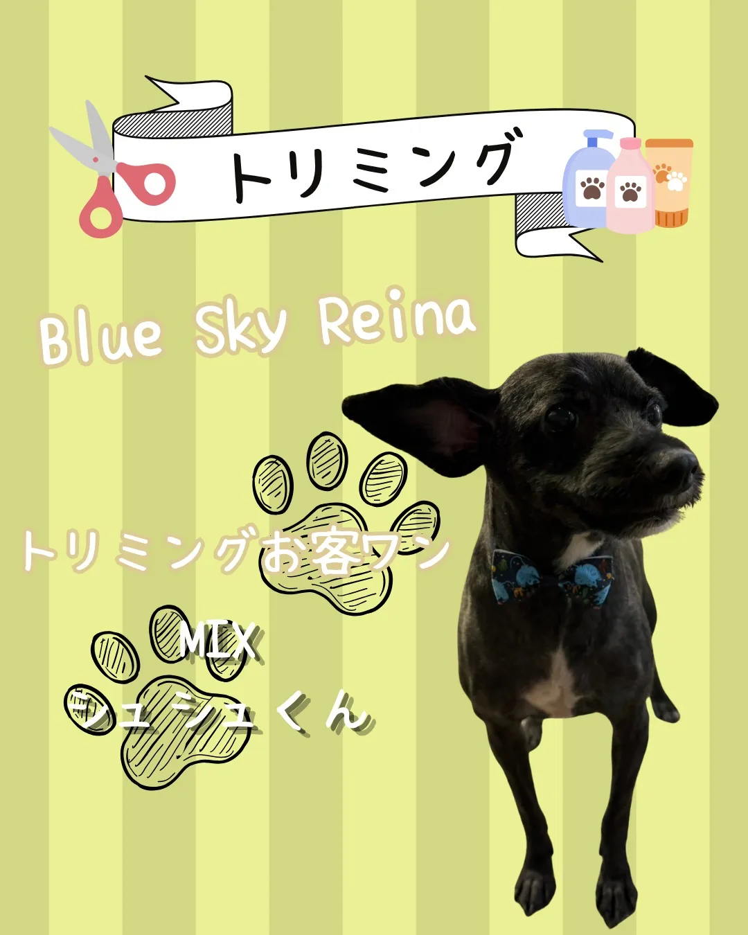 トリミング🐾