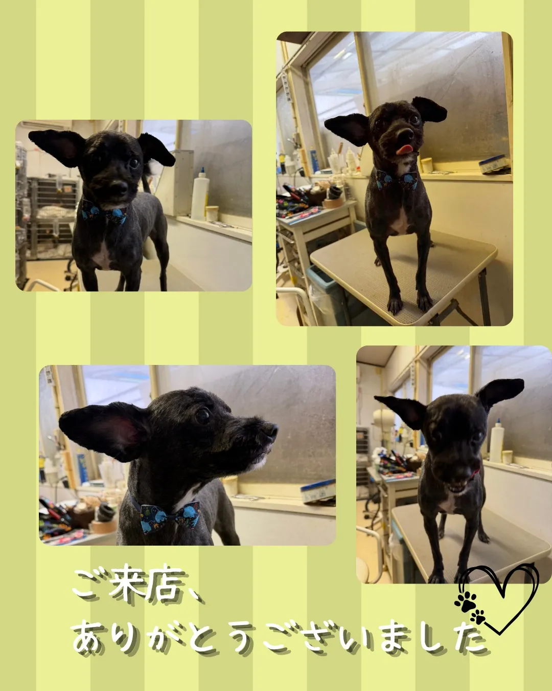 トリミング🐾