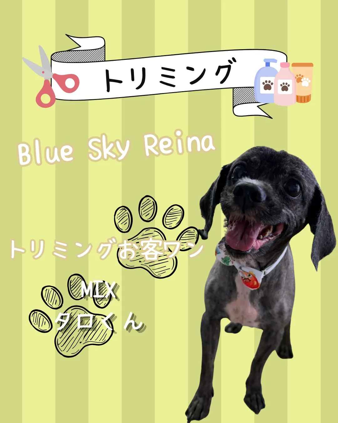 トリミング🐾