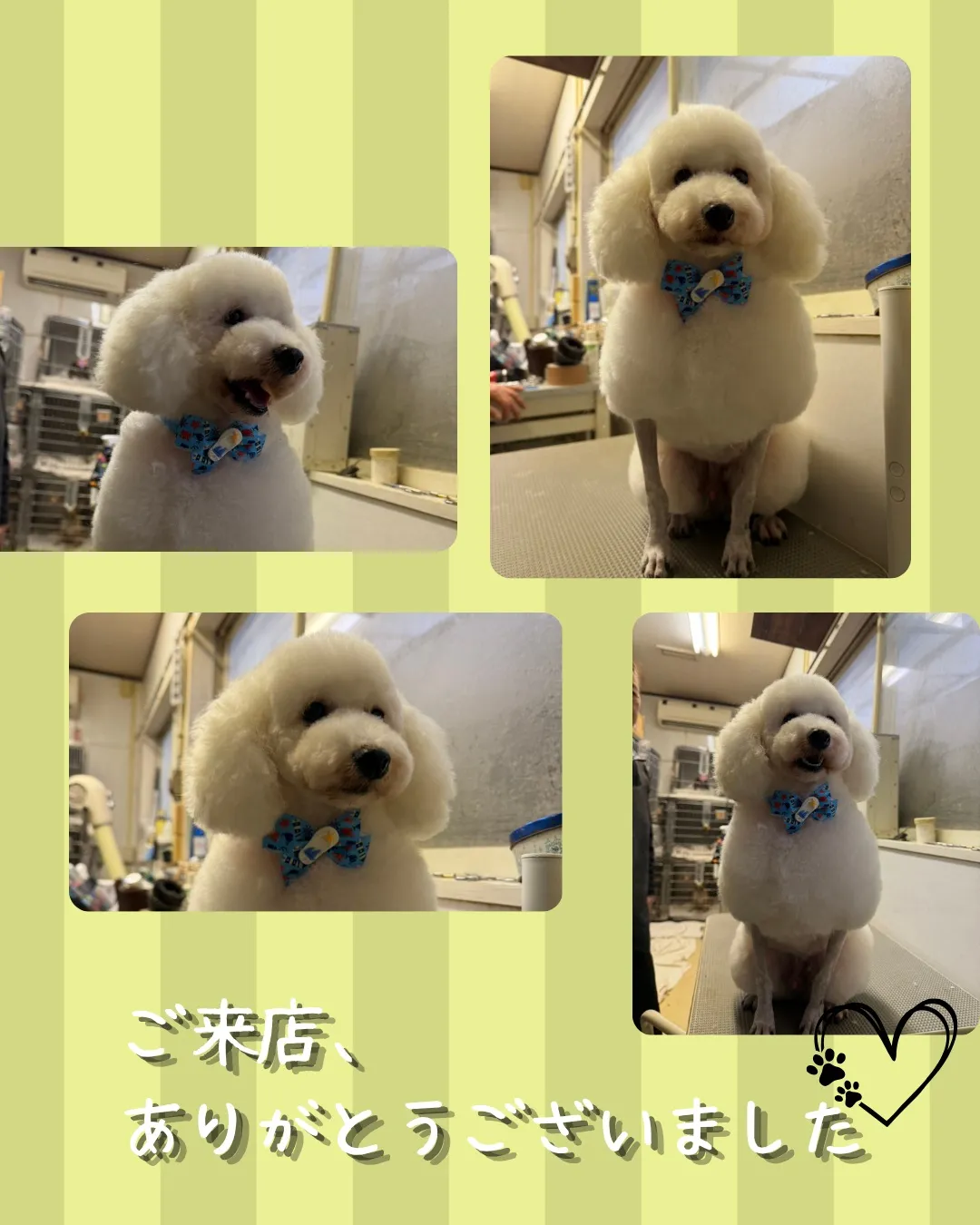 トリミング🐾