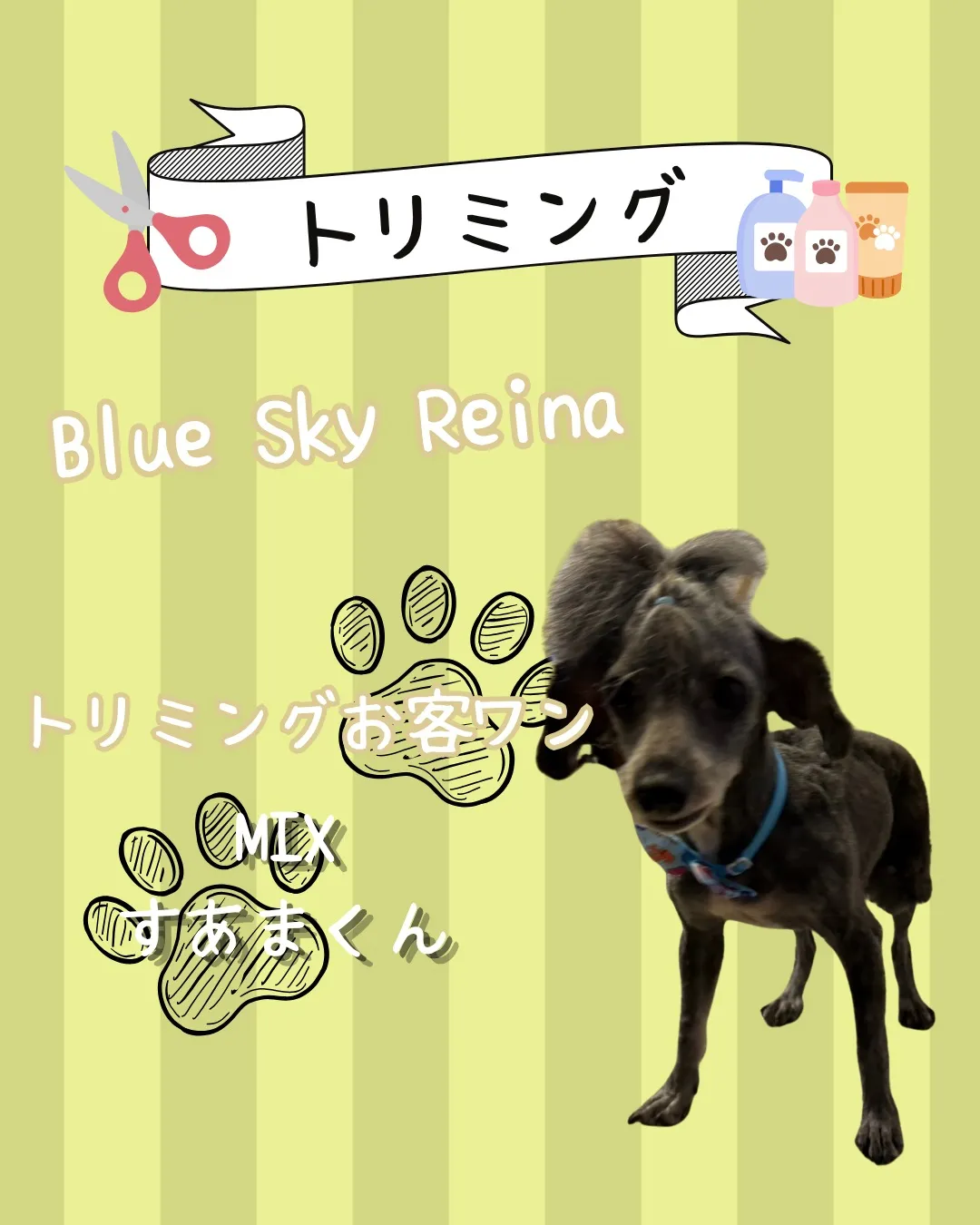 トリミング🐾