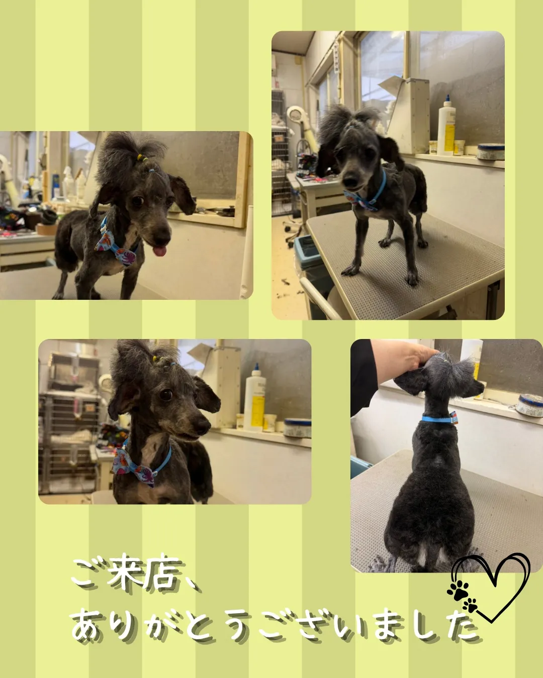 トリミング🐾