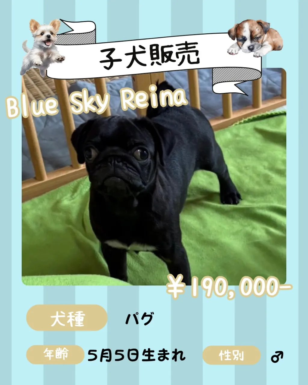 🐾 子犬販売🐾