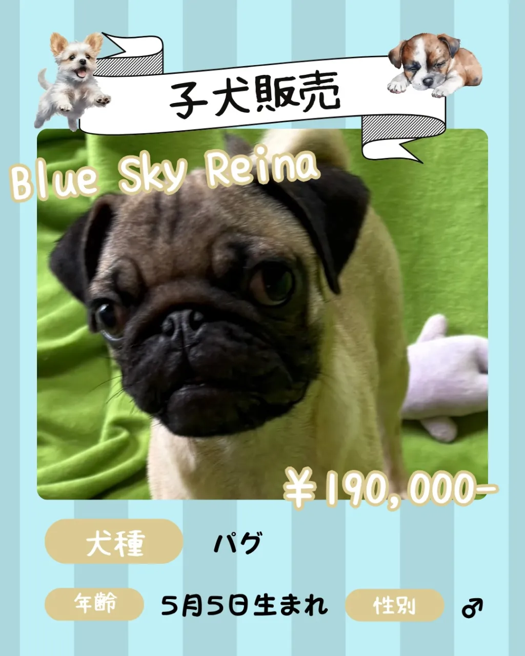 🐾 子犬販売🐾