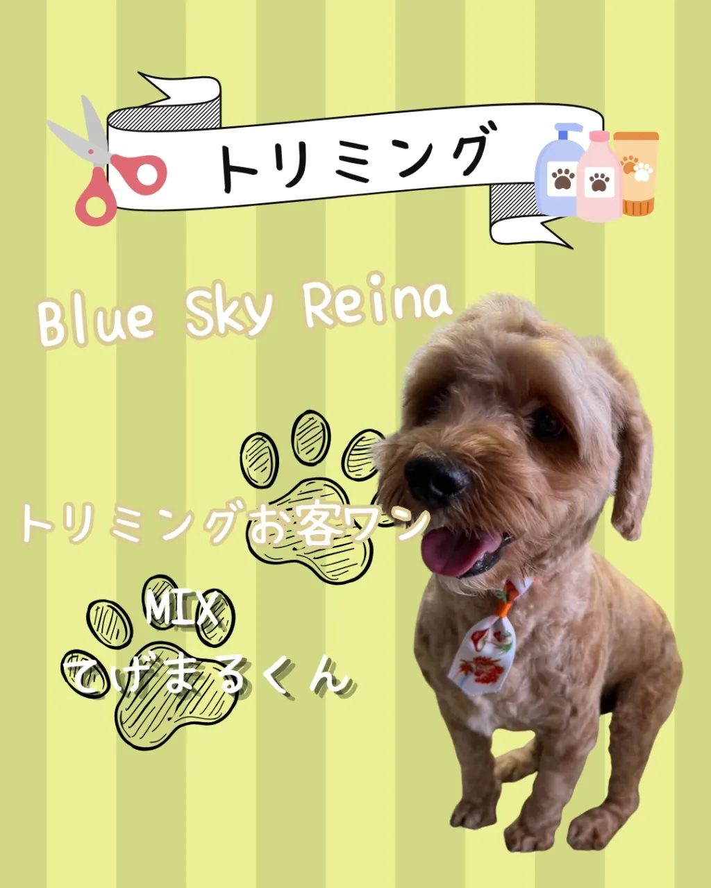 トリミング🐾