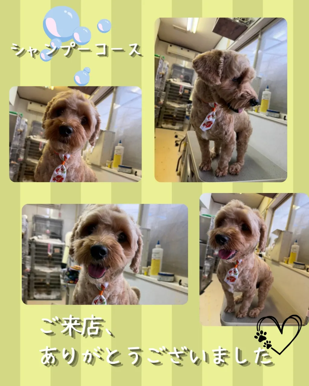 トリミング🐾