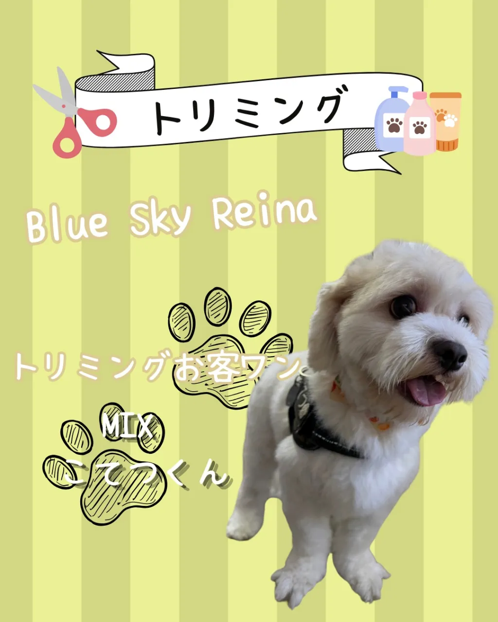 トリミング🐾