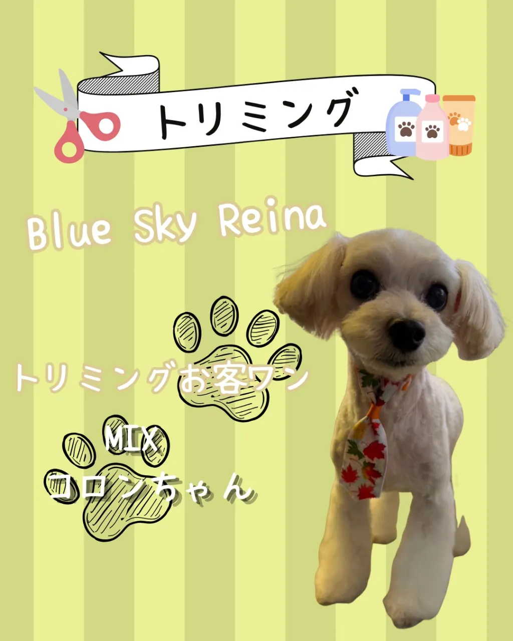 トリミング🐾