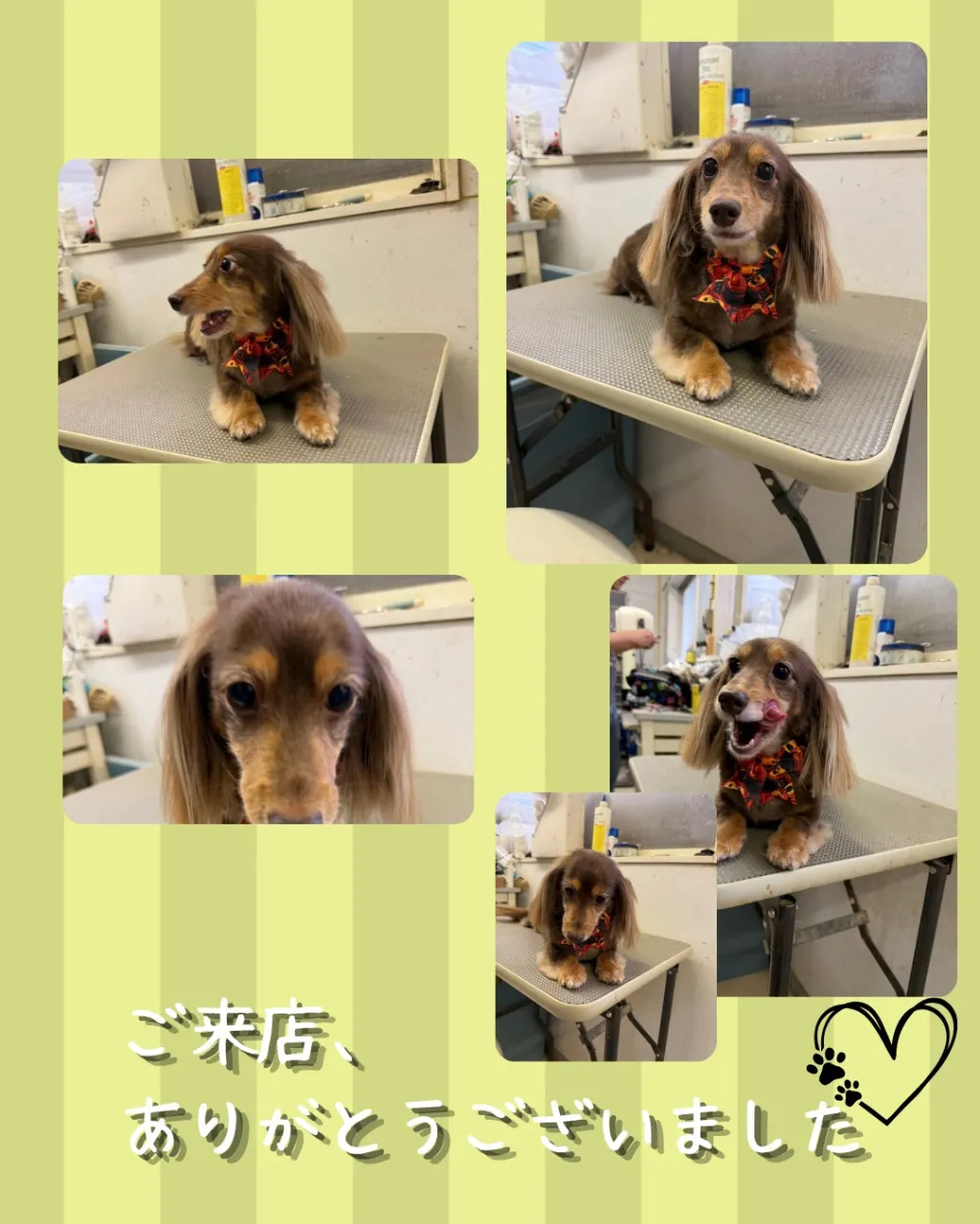 トリミング🐾