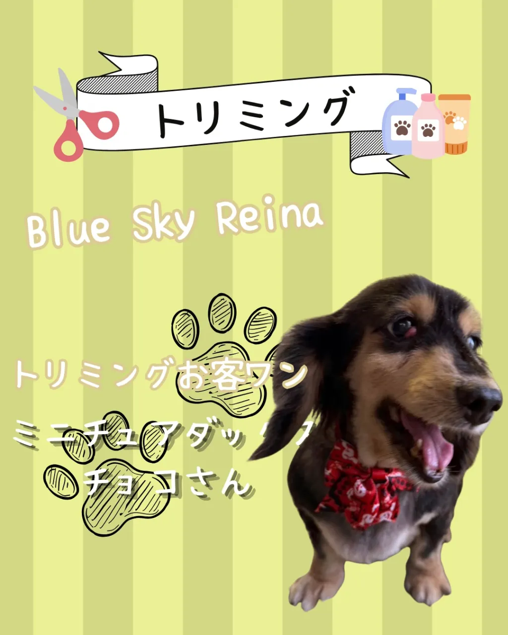 トリミング🐾
