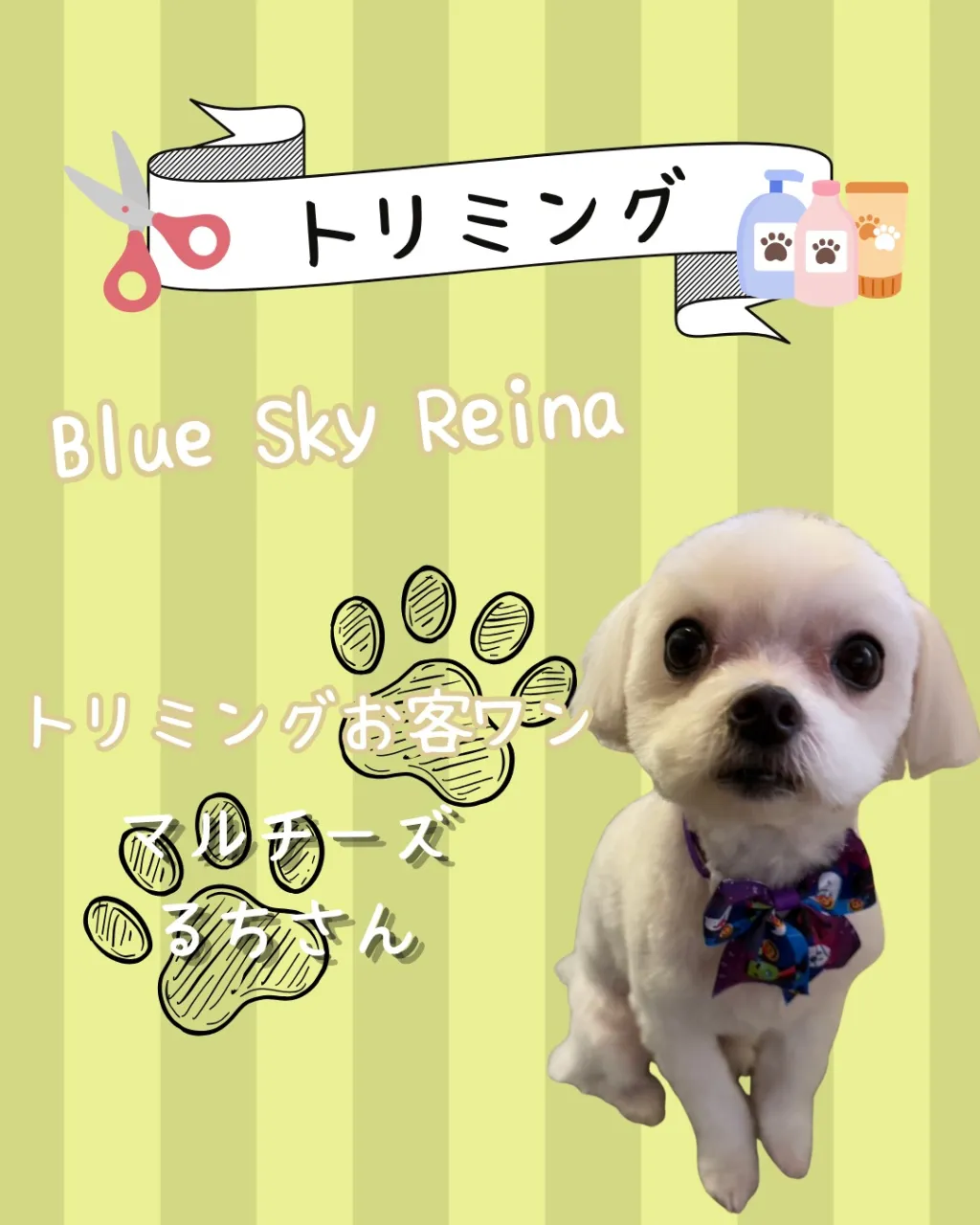トリミング🐾