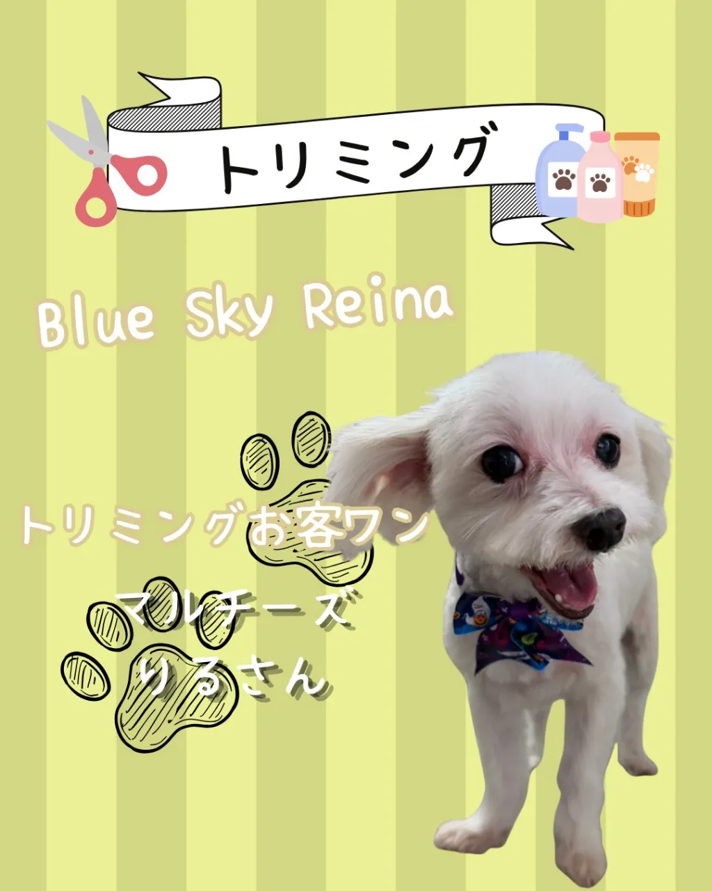 トリミング🐾