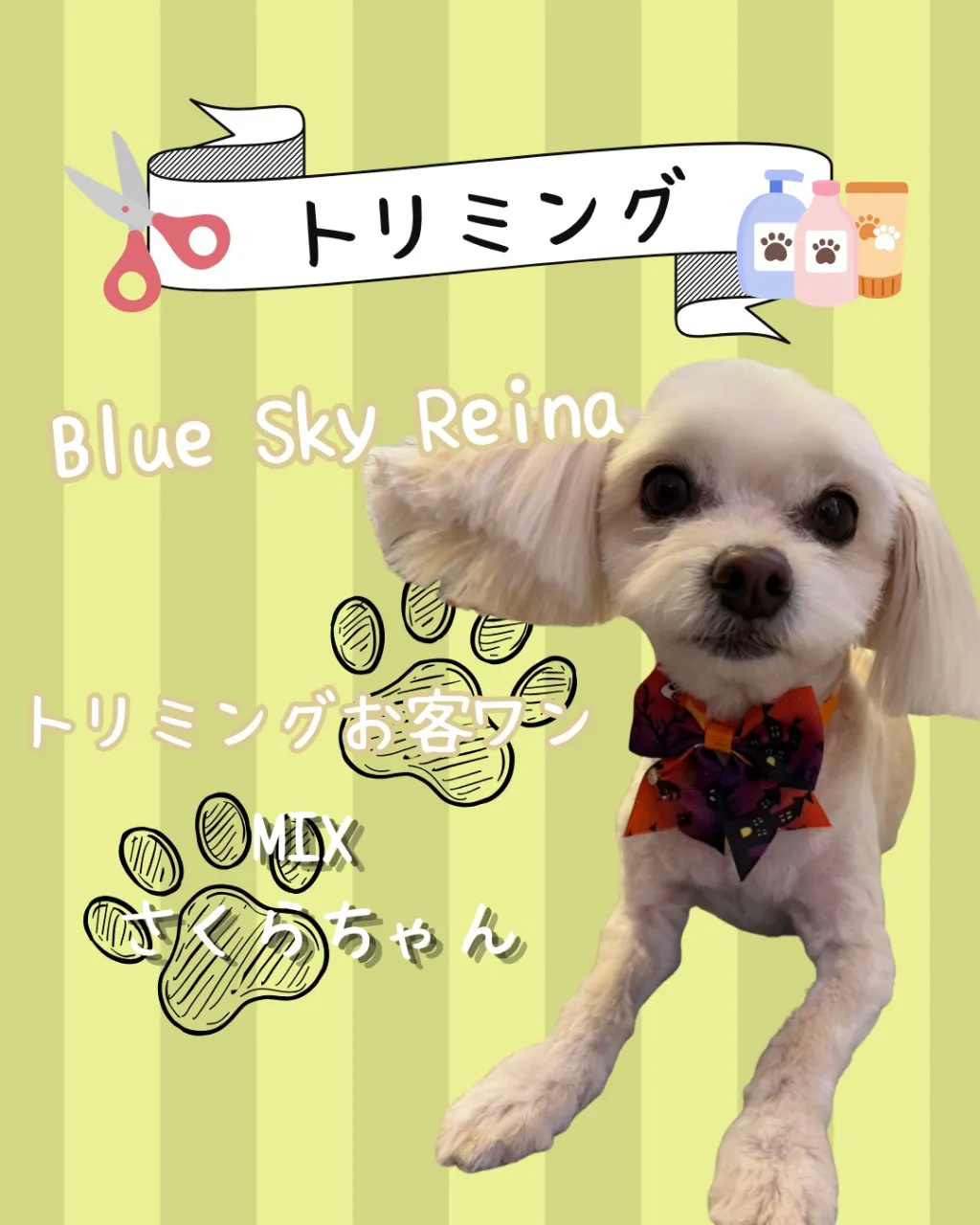 トリミング🐾