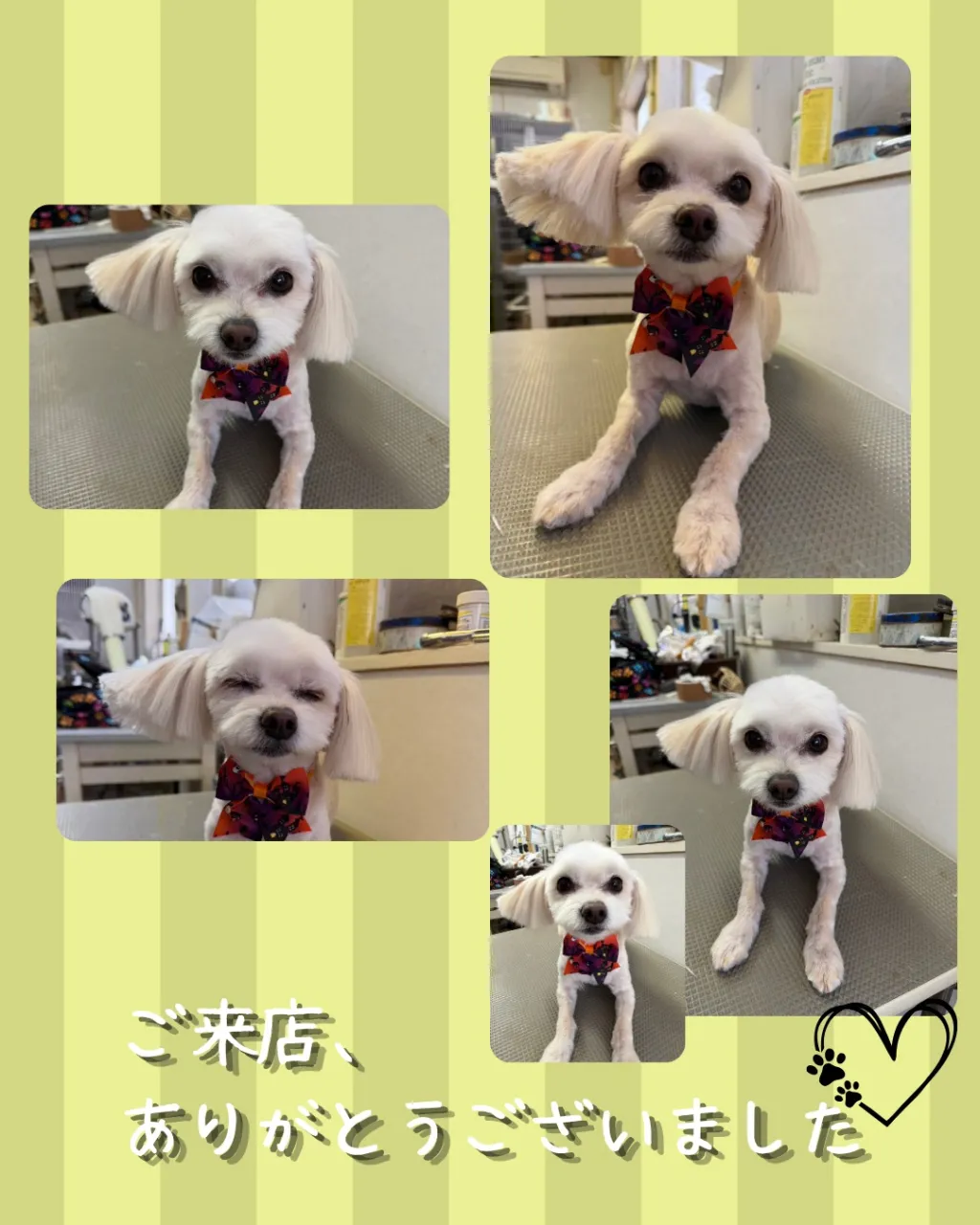 トリミング🐾