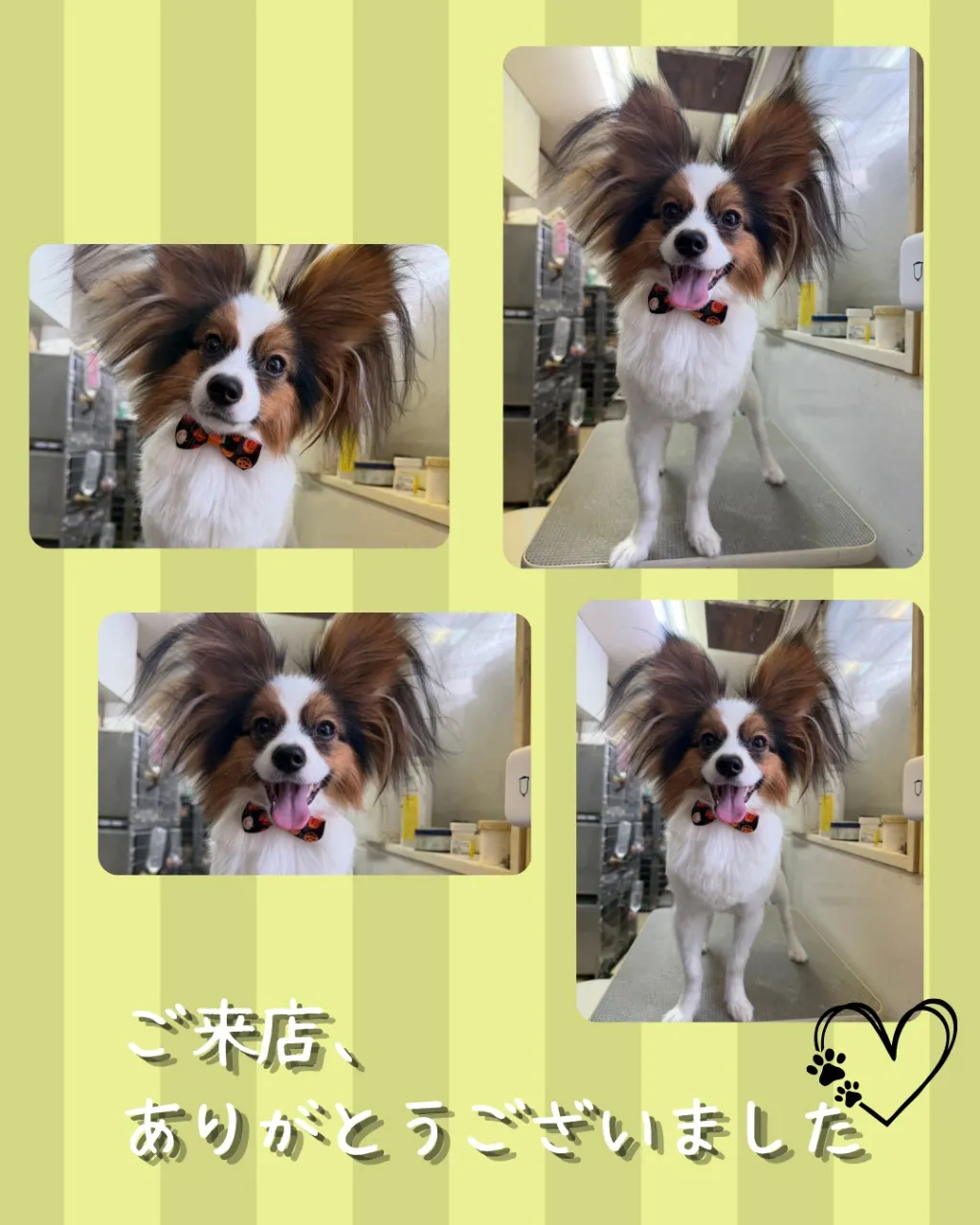 トリミング🐾