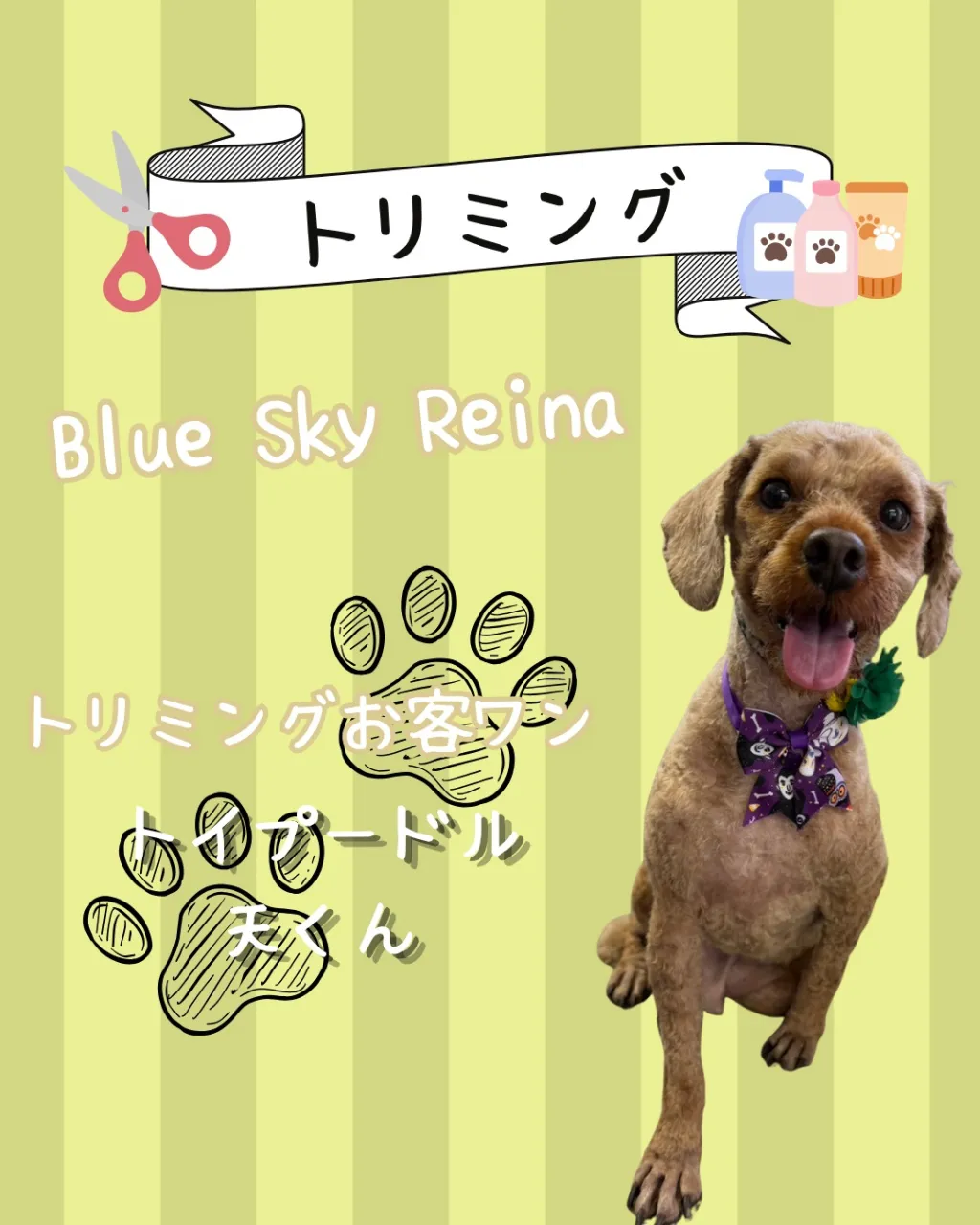 トリミング🐾