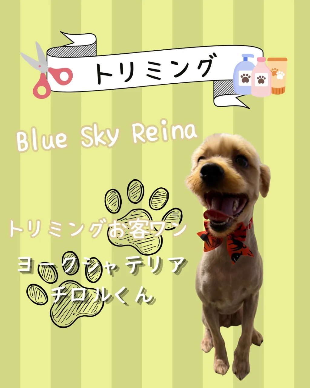 トリミング🐾