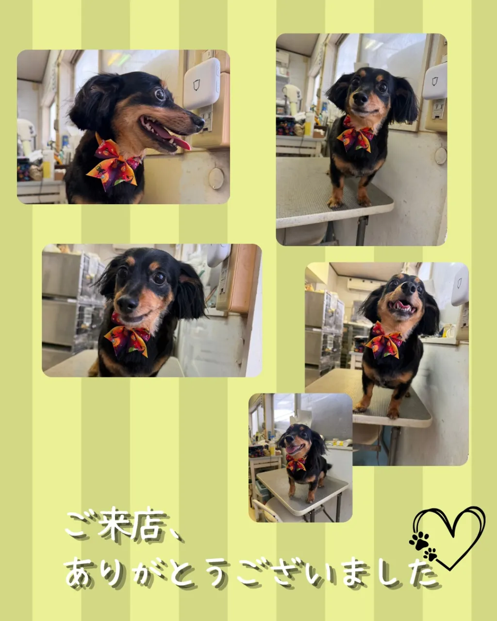 トリミング🐾