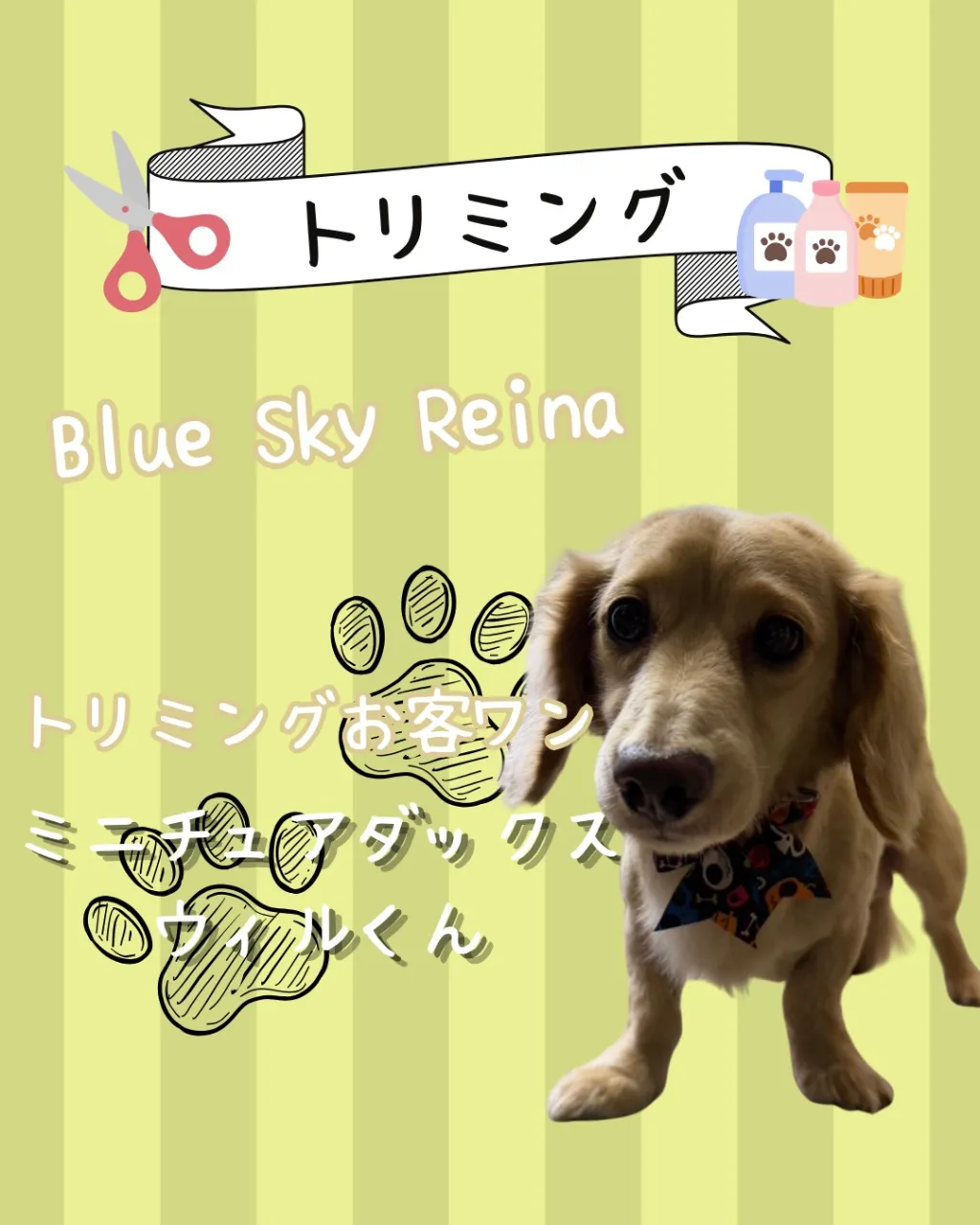 トリミング🐾