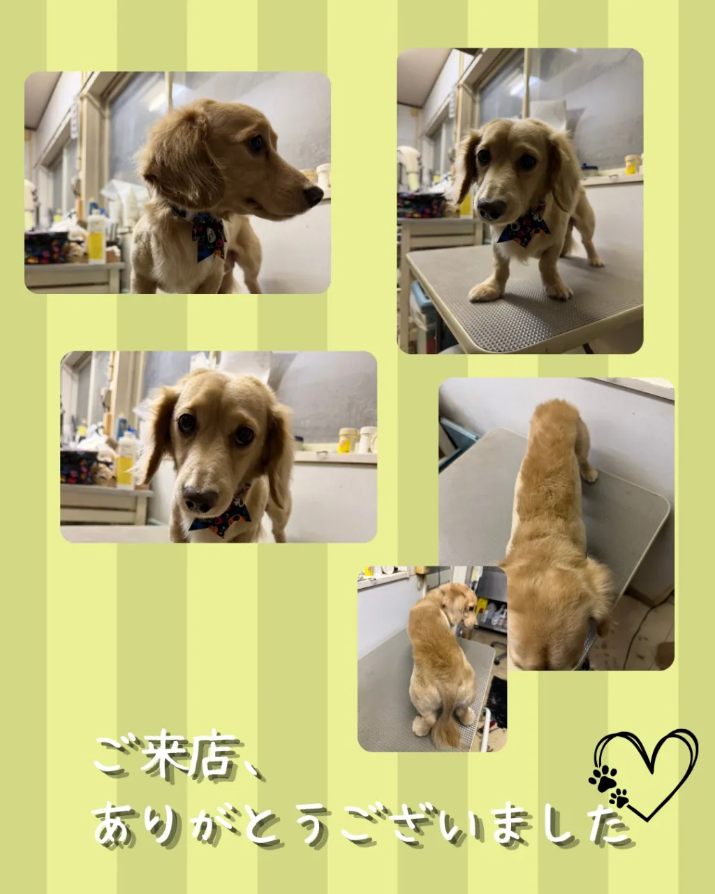 トリミング🐾