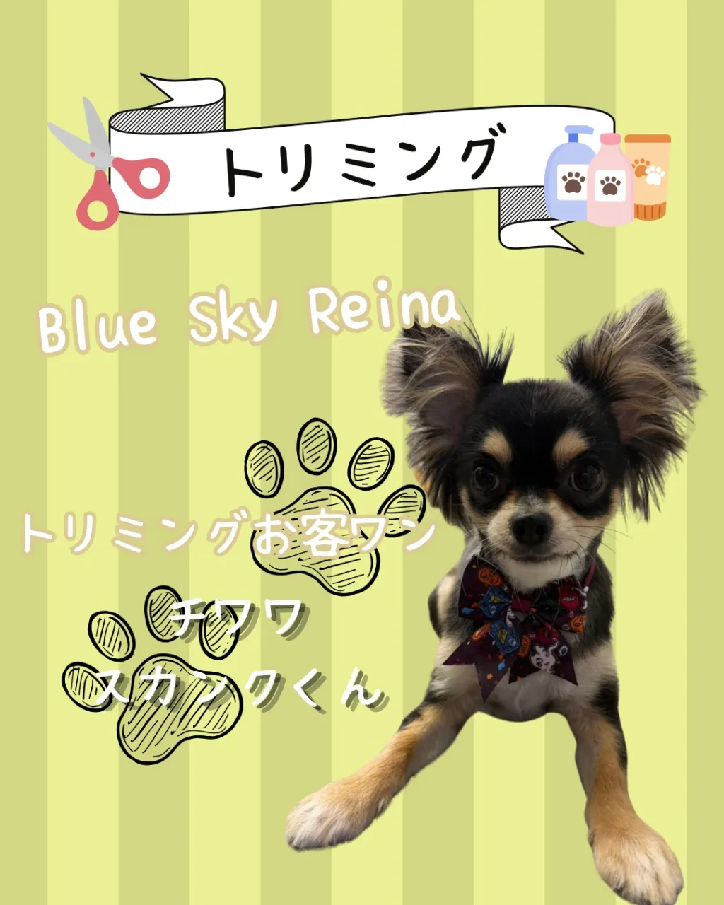 トリミング🐾