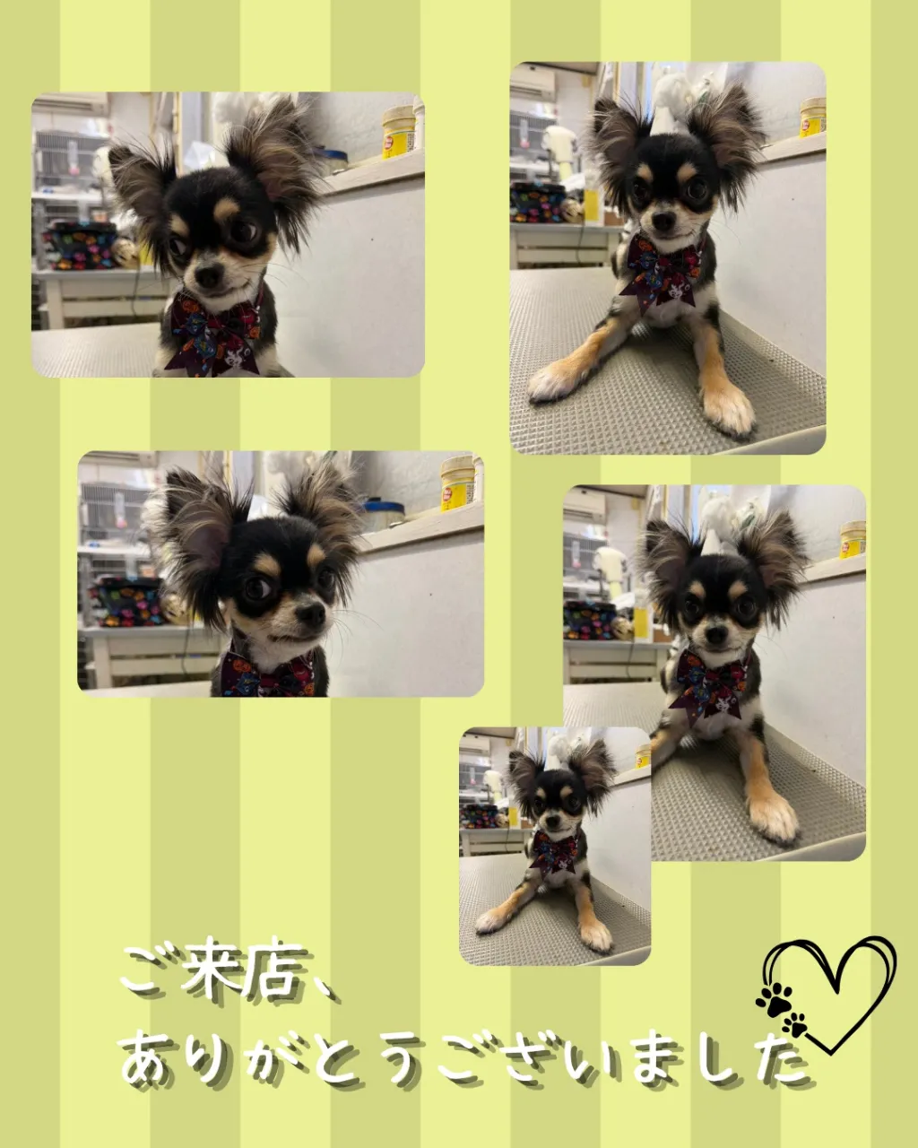 トリミング🐾