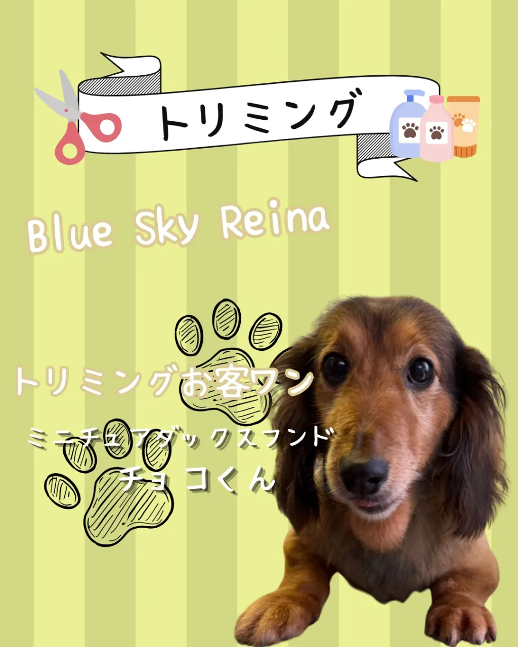 トリミング🐾