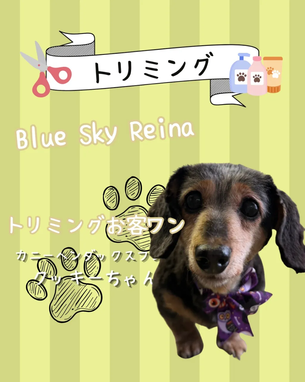 トリミング🐾