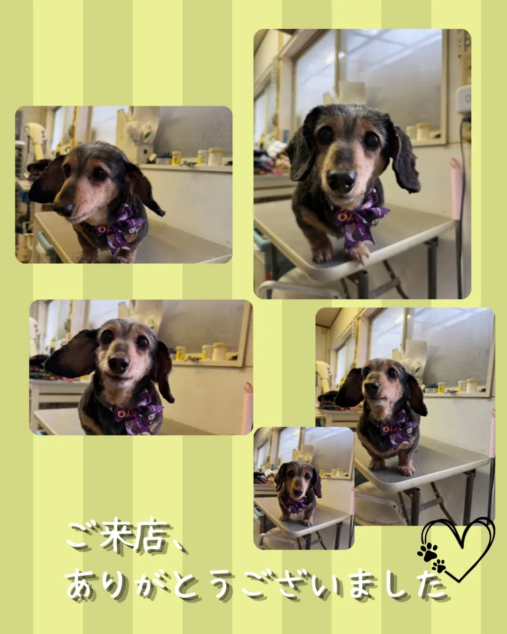 トリミング🐾