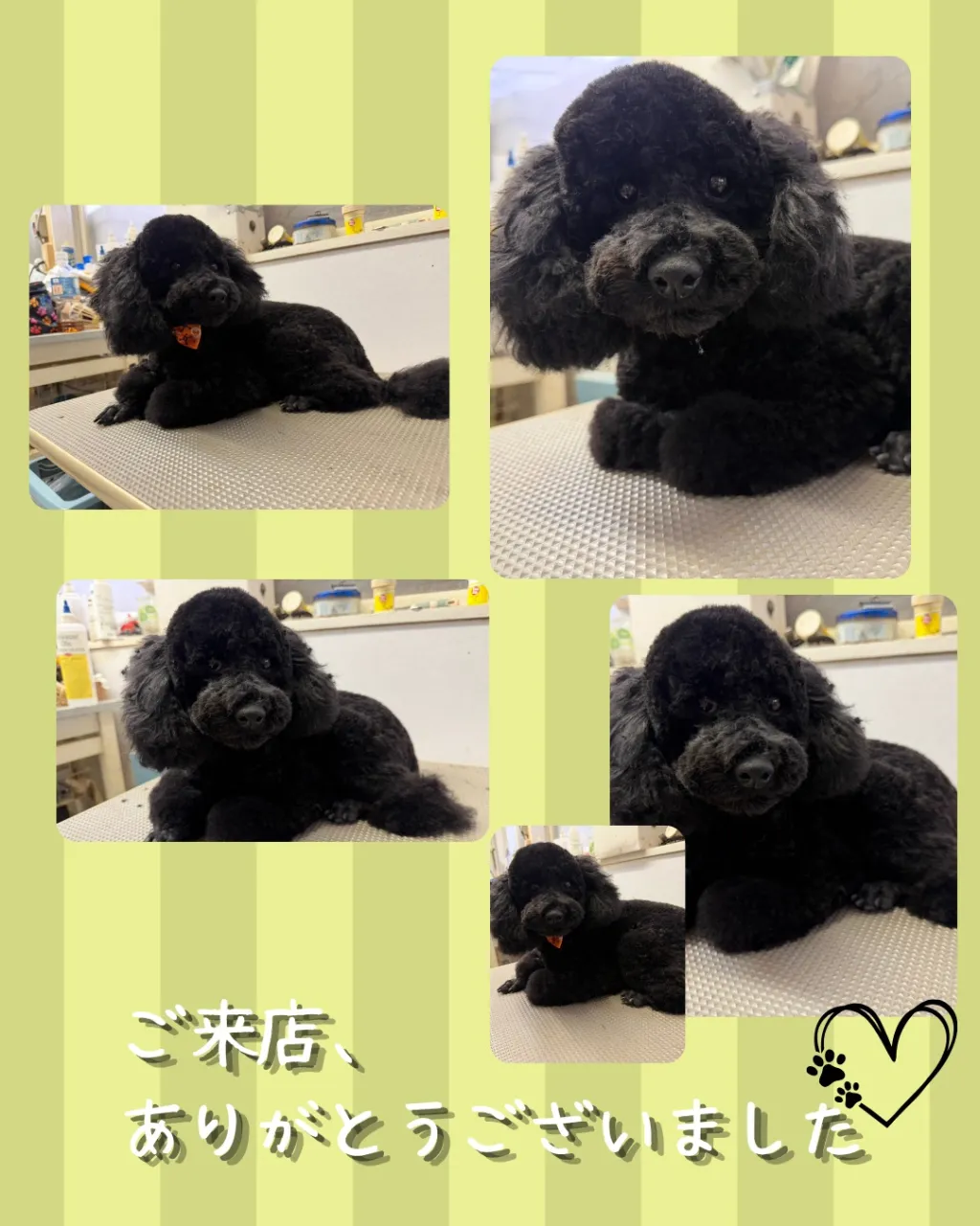 トリミング🐾