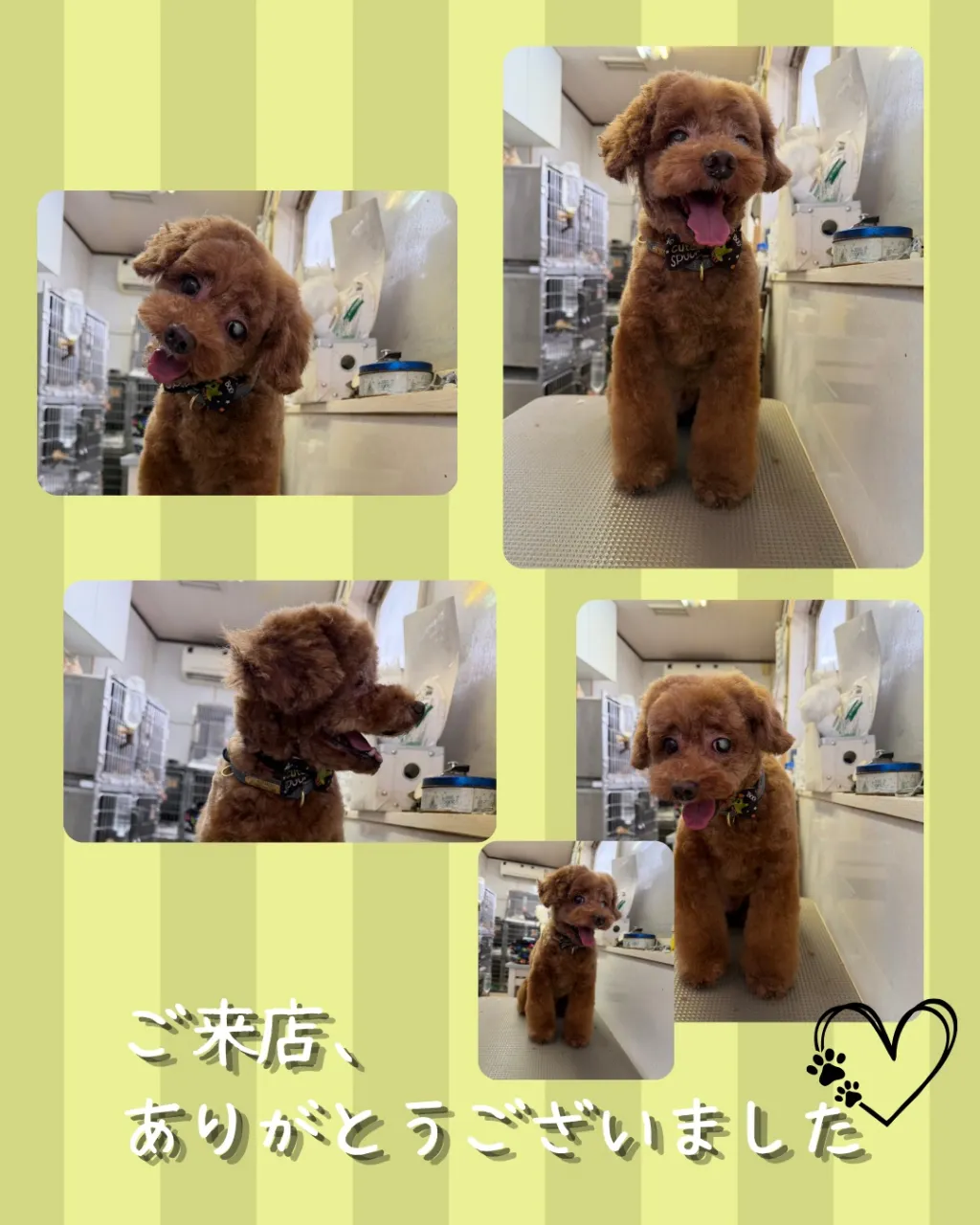 トリミング🐾