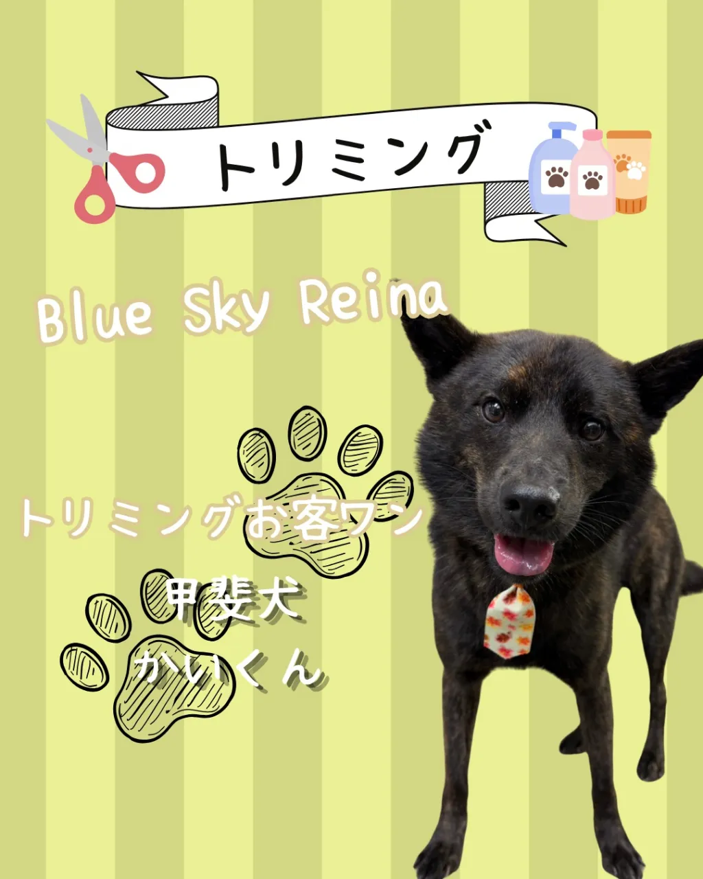 トリミング🐾