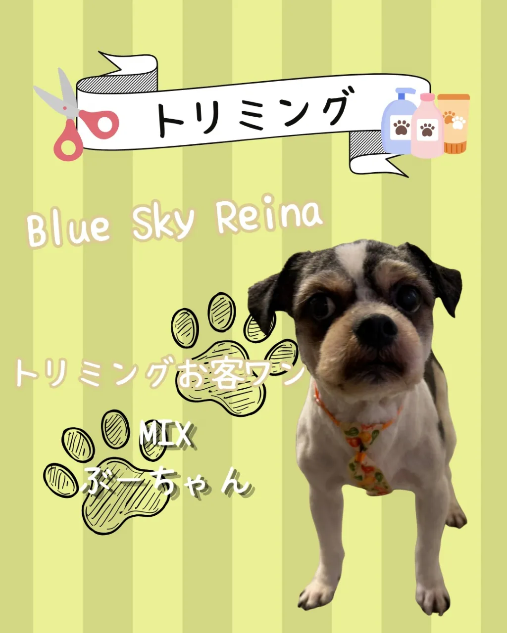 トリミング🐾